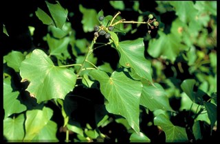 English ivy